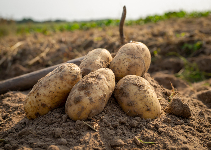 Vente Directe Producteur près de Grenoble - Pomme de Terre