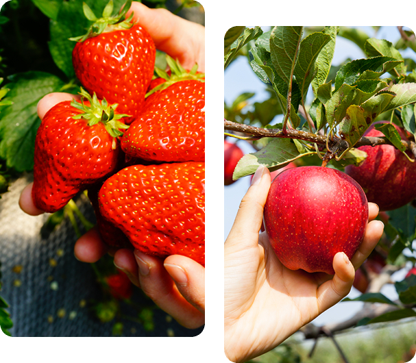 cueillette de fraises et pommes