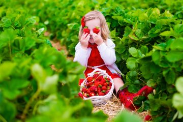 cueillette de fraises